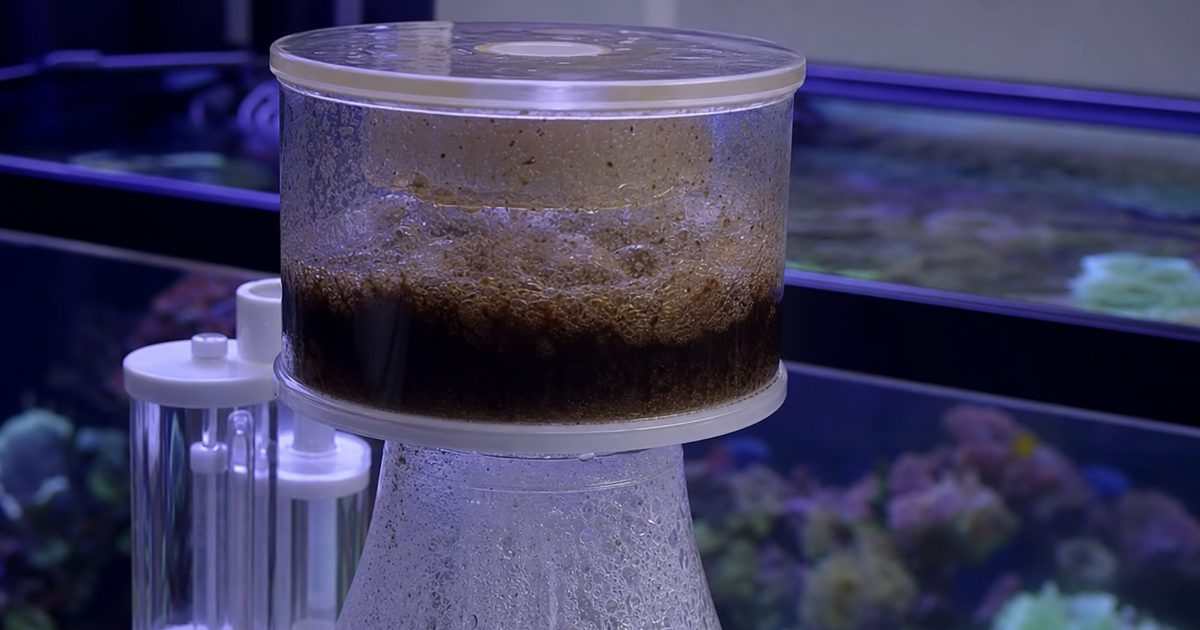 Macro close-up of a protein skimmer collection cup filling with skimmate above the reaction chamber of a reef aquarium skimmer.