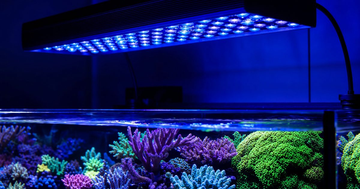 A blue-and-white spectrum reef LED light fixture above a coral aquarium with the corals fluorescing under the actinic light.