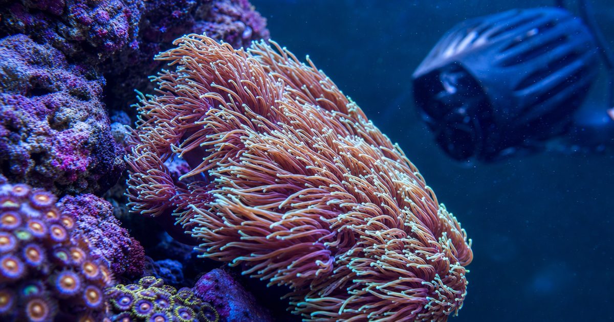 A colourful coral colony in a reef aquarium with its polyps bending in strong water flow from a wavemaker powerhead.