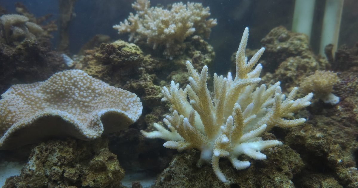 A mixed reef aquarium with soft corals under blue lighting.