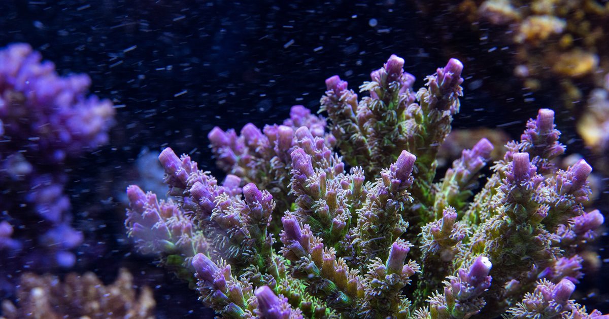 Coral polyps moving in the current of a reef aquarium.