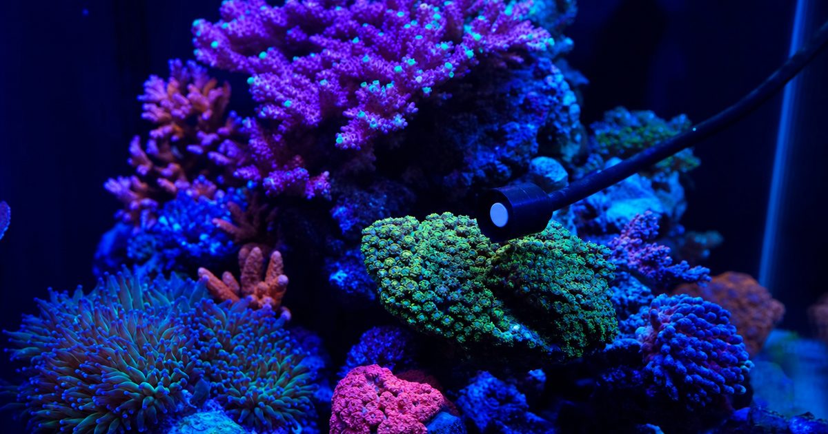A reef LED fixture casting blue spectrum light over corals.