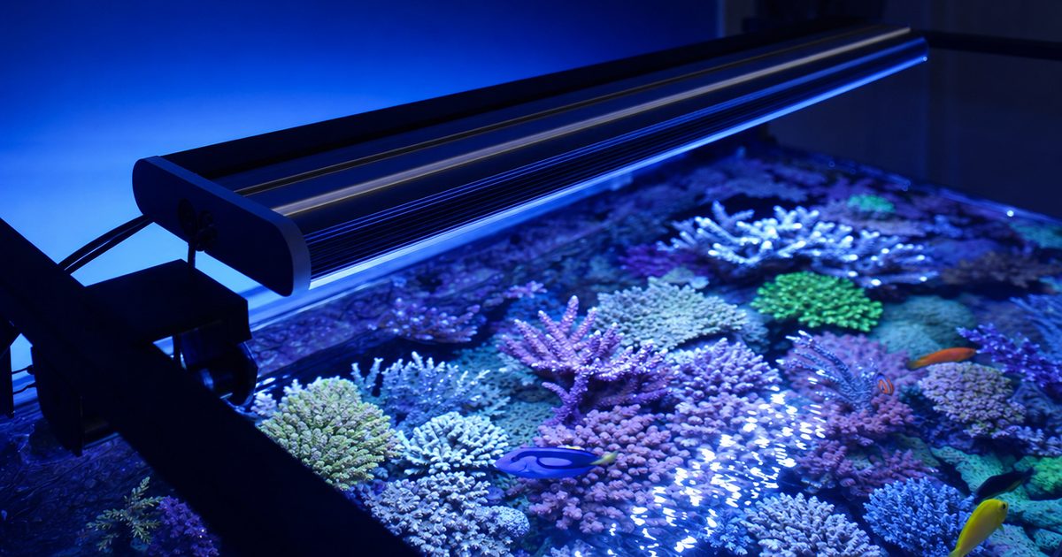 A modern reef LED light bar glowing blue and white over a coral reef aquarium, lighting the corals below the water surface.